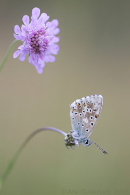 Bleek Blauwtje - Chalkhill Blue - Polyommatus coridon