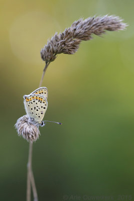 Bruine Vuurvlinder - Sooty Copper - Lycaena tityrus