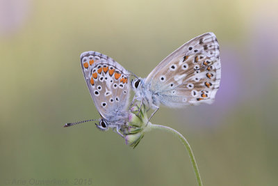 Bruin Blauwtje - Brown Argus - Aricia agestis