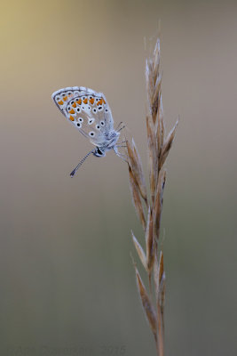 Bruin Blauwtje - Brown Argus - Aricia agestis