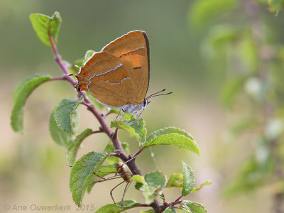 Sleedoornpage - Brown Hairstreak - Thecla betulae