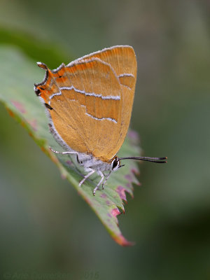 Sleedoornpage - Brown Hairstreak - Thecla betulae