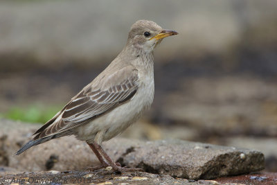 Roze Spreeuw - Rose-coloured Starling - Pastor roseus