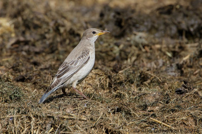 Roze Spreeuw - Rose-coloured Starling - Pastor roseus