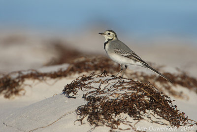Witte Kwikstaart - White Wagtail - Motacilla alba