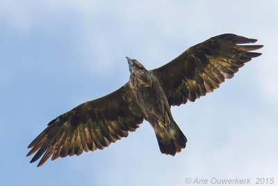 Steenarend - Golden Eagle - Aquila chrysaetos