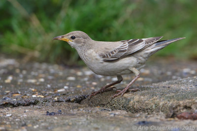 Roze Spreeuw - Rose-coloured Starling - Pastor roseus