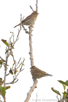 Dwerggors - Little Bunting - Emberiza pusilla