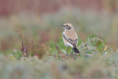 Woestijntapuit - Desert Wheatear - Oenanthe deserti