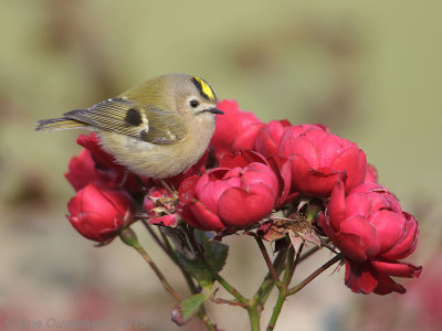 Goudhaantje - Goldcrest - Regulus regulus