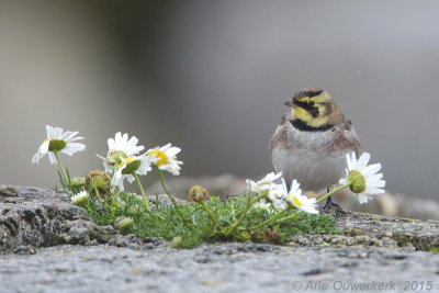 Strandleeuwerik - Shore (Horned) Lark - Eremophila alpestris