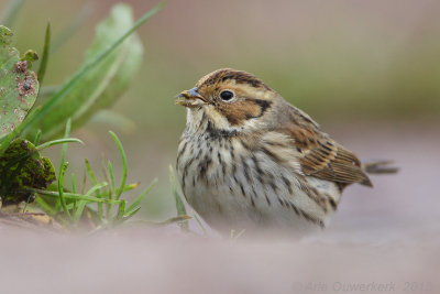 Dwerggors - Little Bunting - Emberiza pusilla