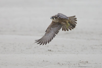 Slechtvalk - Peregrine Falcon - Falco peregrinus