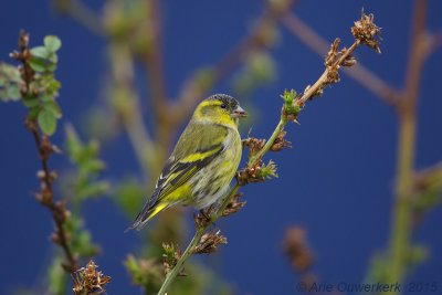 Sijs - Eurasian Siskin - Carduelis spinus