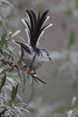 Staartmees - Long-tailed Tit - Aegithalos caudatus