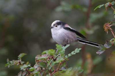 Staartmees - Long-tailed Tit - Aegithalos caudatus