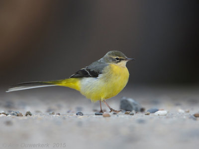 Grote Gele Kwikstaart - Grey Wagtail - Motacilla cinerea