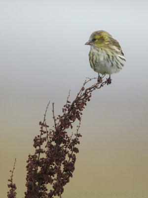 Sijs - Eurasian Siskin - Carduelis spinus