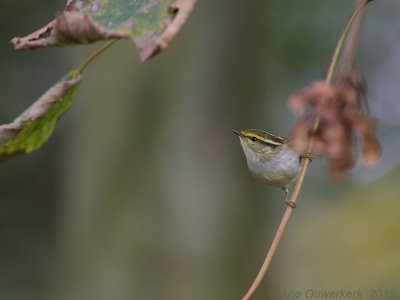 Pallas' Boszanger - Pallas's Warbler - Phylloscopus proregulus