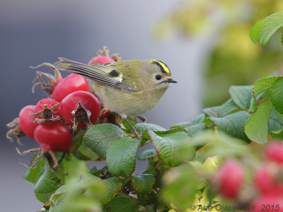 Goudhaantje - Goldcrest - Regulus regulus