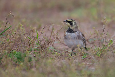 Strandleeuwerik - Shore (Horned) Lark - Eremophila alpestris