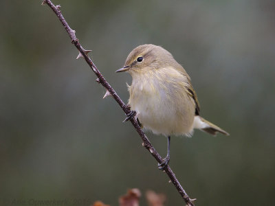 Tjiftjaf - Chiffchaff - Phylloscopus collybita