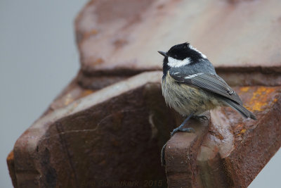Zwarte Mees - Coal Tit - Periparus (Parus) ater