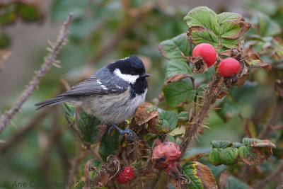 Zwarte Mees - Coal Tit - Periparus (Parus) ater