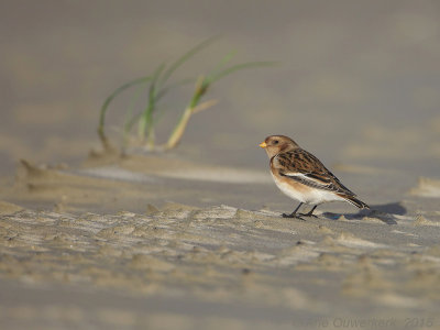 Sneeuwgors - Snow Bunting - Plectrophenax nivalis