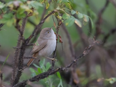 Woestijngrasmus - Asian Desert Warbler - Sylvia nana