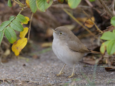 Woestijngrasmus - Asian Desert Warbler - Sylvia nana