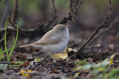 Woestijngrasmus - Asian Desert Warbler - Sylvia nana