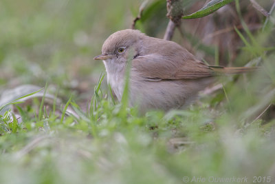Woestijngrasmus - Asian Desert Warbler - Sylvia nana