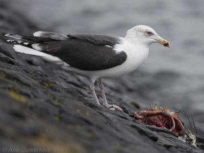 Great Black-backed Gull - Grote Mantelmeeuw - Larus marinus