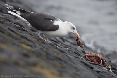 Great Black-backed Gull - Grote Mantelmeeuw - Larus marinus