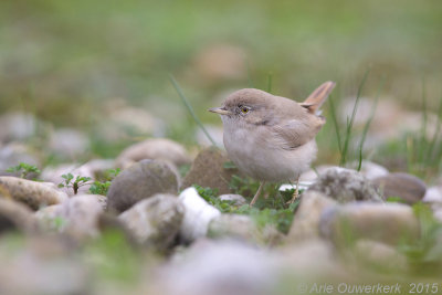 Woestijngrasmus - Asian Desert Warbler - Sylvia nana
