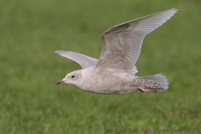 Kleine Burgemeester - Iceland Gull - Larus glaucoides