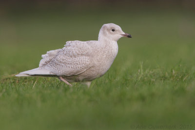 Kleine Burgemeester - Iceland Gull - Larus glaucoides