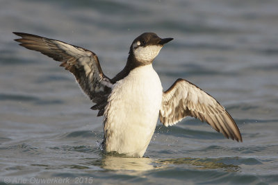 Zeekoet - Common Murre (Guillemot) - Uria aalge