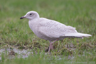 Kleine Burgemeester - Iceland Gull - Larus glaucoides