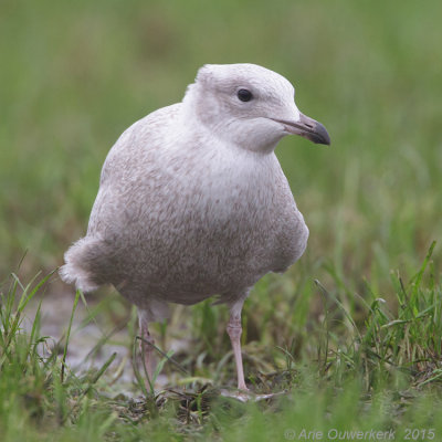 Kleine Burgemeester - Iceland Gull - Larus glaucoides