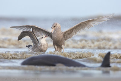 Grote Burgemeester - Glaucous Gull - Larus hyperboreus