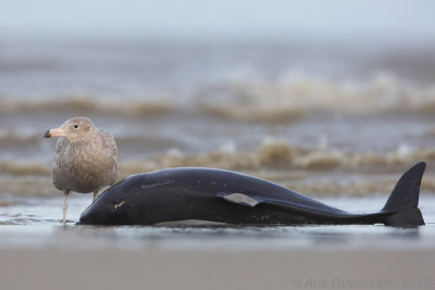 Grote Burgemeester - Glaucous Gull - Larus hyperboreus