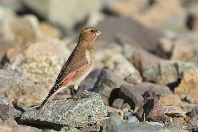 Atlasbergvink - African Crimson-winged Finch