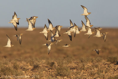 Witbuikzandhoen / Pin-tailed Sandgrouse