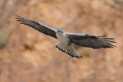 Havikarend - Bonellis eagle - Aquila fasciata