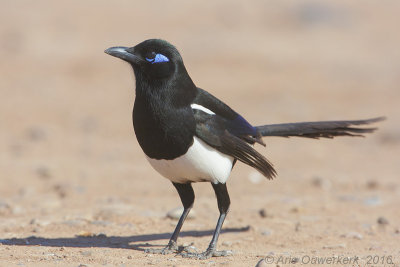 Maghreb Ekster - Maghreb Magpie - Pica pica mauritanica