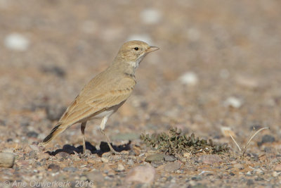 Rosse Woestijnleeuwerik / Bar-tailed Desert Lark 