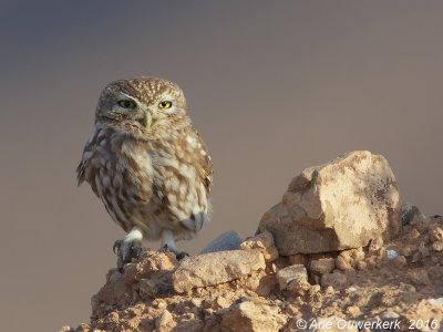 Woestijnsteenuil - Lilith Owl - Athene (noctua) glaux