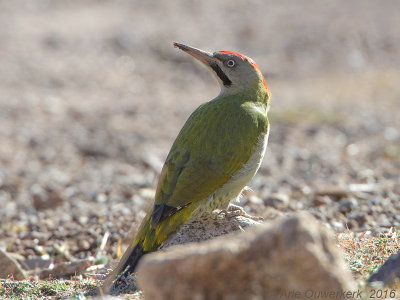 Levaillants Specht - Levaillants Woodpecker - Picus vaillantii